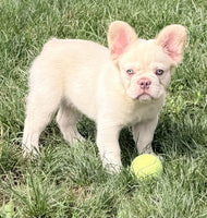 Fluffy French Bulldog