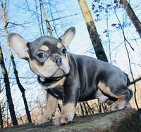 French Bulldog