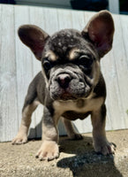 French Bulldog