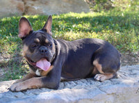 French Bulldog
