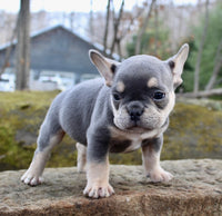  French Bulldog