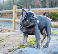 French Bulldog