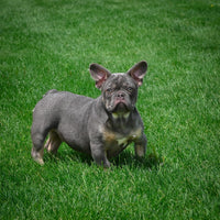 French Bulldog