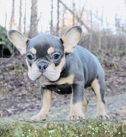 French Bulldog