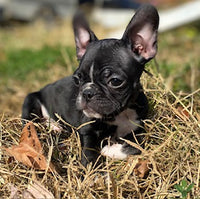 Frenchton