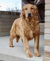  Golden Retriever