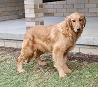  Golden Retriever