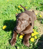 Labrador Retriever