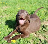 Labrador Retriever