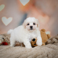 Maltese