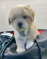 Maltipoo