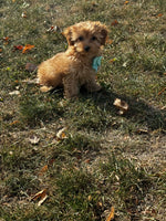 Maltipoo