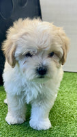 Maltipoo