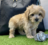 Maltipoo