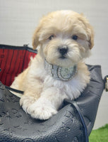Maltipoo