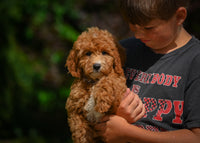 Mini Goldendoodle