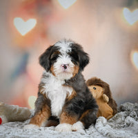 Mini Bernedoodle