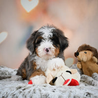 Mini Bernedoodle