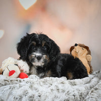 Mini Bernedoodle