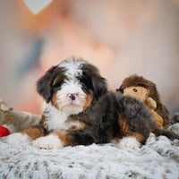 Mini Bernedoodle