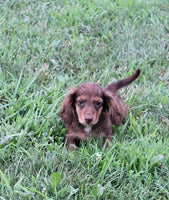 Mini Dachshund