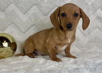 Mini Dachshund