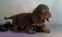 Mini Dachshund