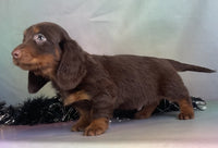 Mini Dachshund