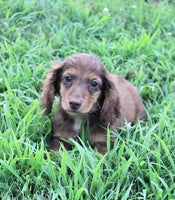 Mini Dachshund