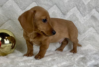 Mini Dachshund