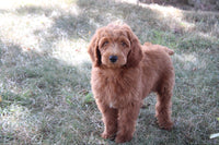 Mini Goldendoodle