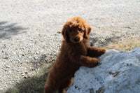 Champ Male Mini Goldendoodle $495