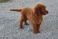 Chip Male Mini Goldendoodle $495