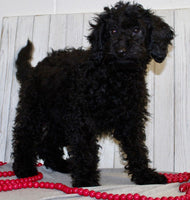 Mini Labradoodle