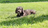 Mini Labradoodle