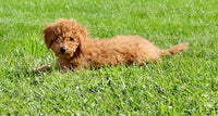 Mini Labradoodle