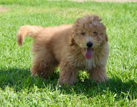 Mini Labradoodle