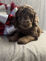 Mini Labradoodle