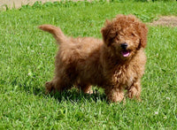 Mini Labradoodle