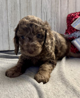Mini Labradoodle