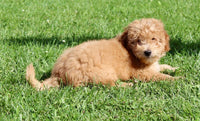 Mini Labradoodle