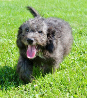 Mini Labradoodle