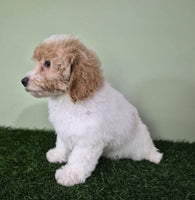 Mini Poodle
