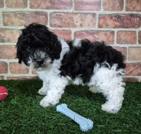 Mini Poodle