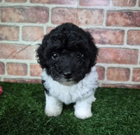 Mini Poodle