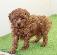 Mini Poodle