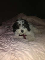 Cookie Male Mini Poodle $950