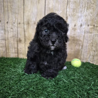 Mini Poodle