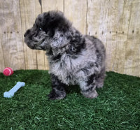 Mini Poodle