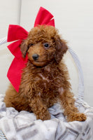 Mini Poodle